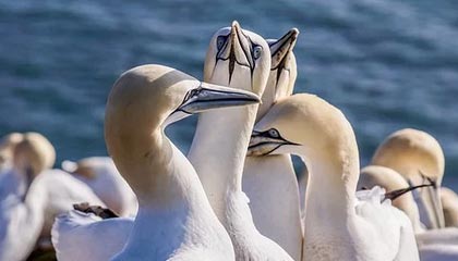 开云app-反转！泰达险些拿下苏宁 保级鱼腩剑指足协杯决赛