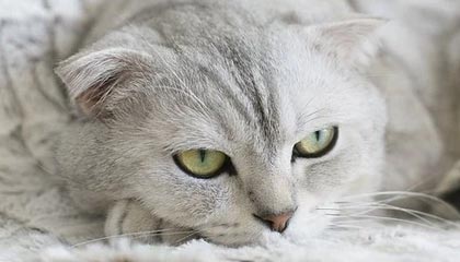 ​亚冠防疫好似“洲际版”中超 BIG4或比对手更适应